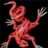 Red_Lizard