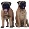 mastiff