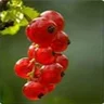 red_berry
