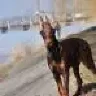 RatamonRa