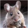 Roopert.mouse