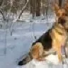 serparpet