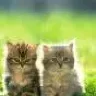 as.warc