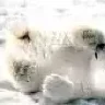 Медвед-1