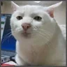 serious_cat