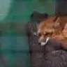 Reynard