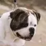 Ambulldog