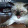 Pisec