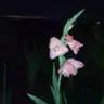 Julia 84