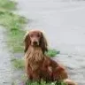 zmey-tugarin