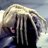 facehugger