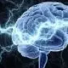 Cerebrum