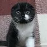 dolcegatto