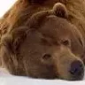 Bear_Man