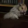 АртЗак