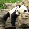 Panda 04