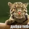 lora1980