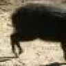 DEN__