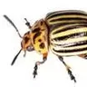 kolorado