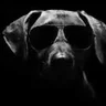NightDog