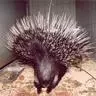 porcupine
