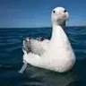 Albatroc