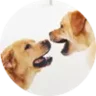Labradors
