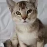 Burmilla