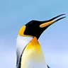 Андрей Зирка