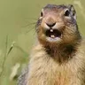 stupid gopher