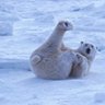 Polar_Bear