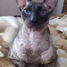 Сергей Кошкин