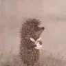 Агути