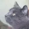 Винара