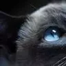 Siamese cat