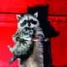 unknown_raccoon