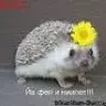nefertini