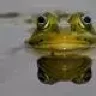 BoTaH