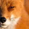 WilyFox