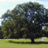 Old_Oak