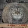 БАЦ