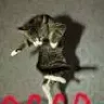 ara_ingush