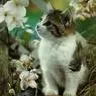 Anny-Kitty