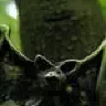 shugar