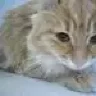 *Рыжая Катька*