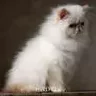 Innulechka