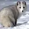 Песец