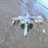 harrier