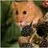 Dormouse