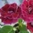 natka_g